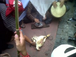 Kemenyan Dibakar & Ayam Berdarah Dilempar ke MA