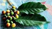 Teh Daun Kopi, Bukan Barang Baru di Indonesia