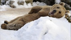 Beruang Terakhir di Swiss... Mati Ditembak