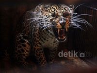 Mengunjungi Penangkaran Macan Tutul di TSI
