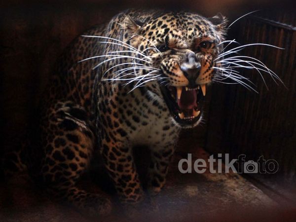 Mengunjungi Penangkaran Macan Tutul di TSI