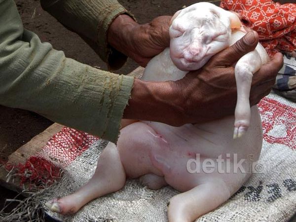 Anak Kambing di Situbondo Mirip Bayi Manusia