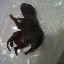 Anak Anjing Berkaki Tujuh Lahir di Cilandak