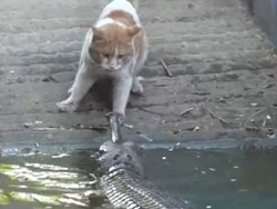 Kucing Menang Duel Lawan Buaya di Kebun Binatang India