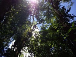 Survei di Hutan Papua, Dyah Alumni Kehutanan UGM Hilang