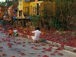 7 Migrasi Hewan Terdahsyat yang Wajib Ditonton Wisatawan