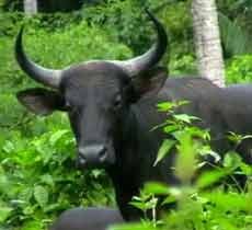 Populasi Banteng Taman Nasional Meru Betiri Menurun