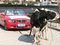 Kecewa, Pemilik BMW Ini Pakai Sapi untuk Menarik Mobilnya