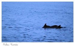 Pulau Tunda, Tempat Melihat Lumba-lumba & Penyu di Banten