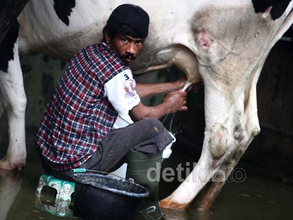 RI Impor Susu Rp 6 triliun Setahun