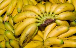 Ternyata Pisang Membuat Tulang Kuat dan Tekanan Darah Stabil