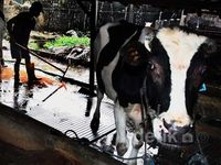 Sisa-sisa Kejayaan Bisnis Susu di Jakarta