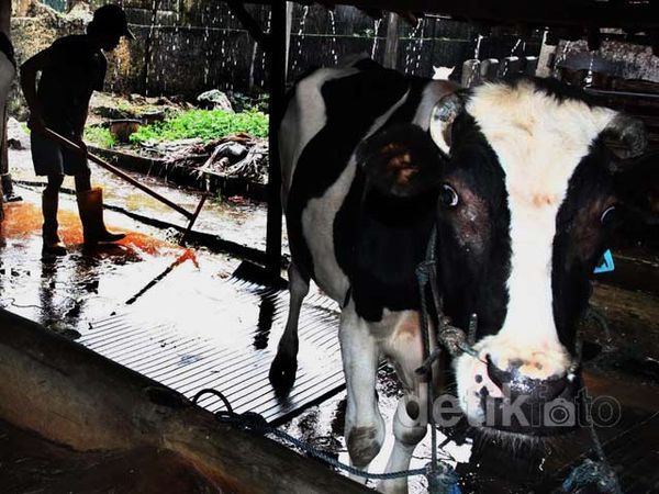 Sisa-sisa Kejayaan Bisnis Susu di Jakarta