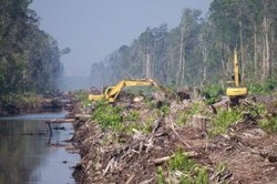 Pemerintah Naikkan Tarif Izin Pinjam Pakai Hutan Hingga Rp 4 Juta/Hektar