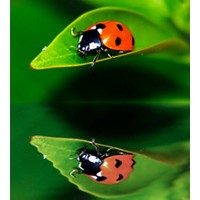 Membuat Efek Refleksi Air di Foto Agar Lebih Artistik