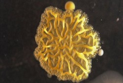 Jaga Kebersihan, Jangan Biarkan Handphone Jadi Sarang Bakteri Ini