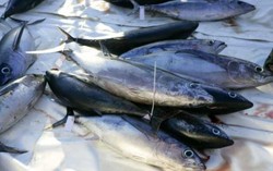 500 Chef di Amerika Protes Kesalahan Label Seafood