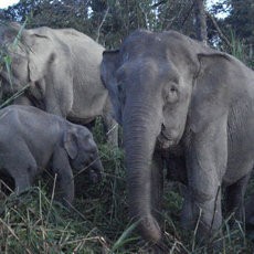 Habitat Gajah Kerdil Kalimantan Terancam Kehadiran 2 Perusahaan HTI