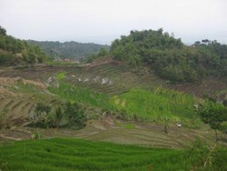 Permadani Hijau Desa di Lereng Gunung Slamet