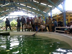 Sambutlah Ari, Bayi Lumba-lumba Penghuni Baru Ancol