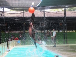 Akhir Pekan Menggemaskan Bersama Singa Laut di Ancol