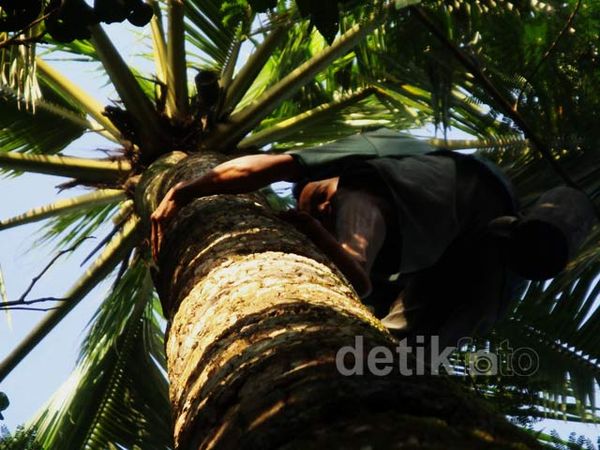 Mengintip Cara Pembuatan Gula Jawa di Banyumas