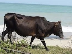 Peternak Sapi Keluhkan Susahnya Dapat Modal dari Bank