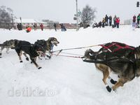 Serunya Balap Anjing di Alaska