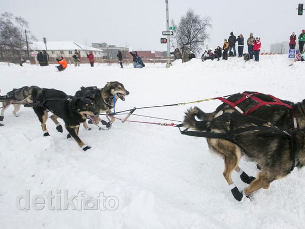 Serunya Balap Anjing di Alaska Serunya Balap Anjing di Alaska