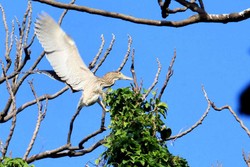 Pulau Keren di Laut Jakarta, Tapi Bukan untuk Manusia