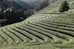 Ini 5 Negara Paling Gemar Konsumsi Teh