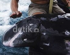 Paus yang Terdampar di Pantai Sanur Terluka