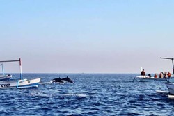 Lumba-lumba Narsis di Pantai Lovina