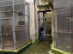 Waduh, 2 Singa Lepas di Kebun Binatang China