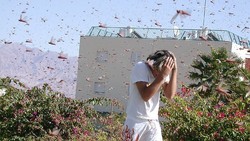 Turis di Israel Diminta Waspada Serangan Belalang