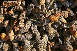 Traveler Bawa 94 Kg Ulat Afrika dalam Koper Pesawat!