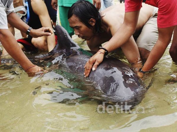 Paus Pilot  Terdampar di Pantai Sanur