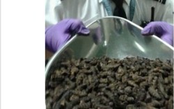 Sebanyak 93 Kilogram Ulat Kering Disita di Londons Gatwick Airport