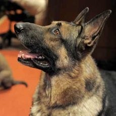 Seekor Anjing Selamatkan Pemiliknya yang Hendak Bunuh Diri