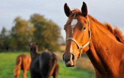 Daging Kuda Mulai Banyak Dicari di Prancis