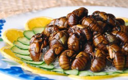 Festival Makanan Serangga di London Promosikan Hidangan Serangga