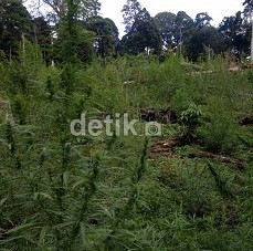 Saat Kejar Pelaku Pembacokan, Polisi Malah Temukan Ladang Ganja