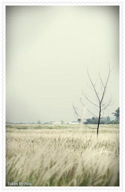 A Tree