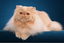 Tidur di Koper, Kucing Ini Traveling dari Mesir ke Inggris