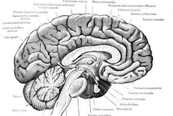 Selegiline, Redakan Gejala Gangguan Pergerakan Akibat Penyakit Parkinson