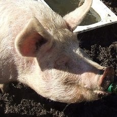 Pria Australia Bercinta dengan Seekor Babi Bernama Michael Jackson