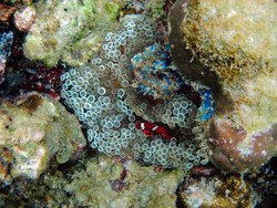 Siapa Sangka, Lampung Punya Alam Bawah Laut Seindah Ini