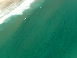 Liburan di Pantai South Florida, Hati-hati Migrasi Ribuan Hiu