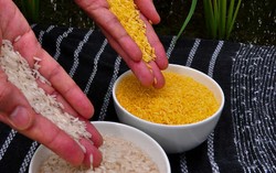 Golden Rice, Beras Transgenik Kaya Beta-Karoten Mulai Dipanen di Filipina