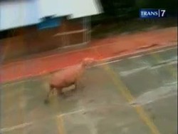 Polisi Tembak Kerbau Mengamuk